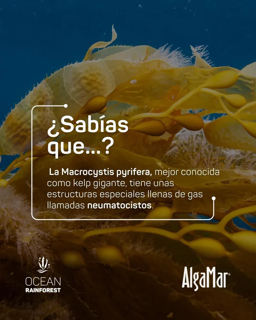 Grupo AlgaMar
