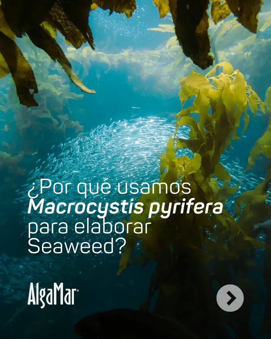 Grupo AlgaMar — fotografía 6