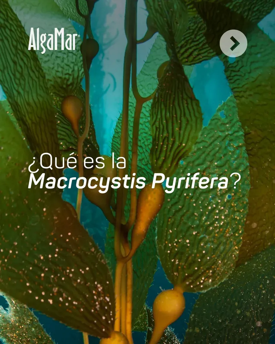 Grupo AlgaMar — fotografía 7