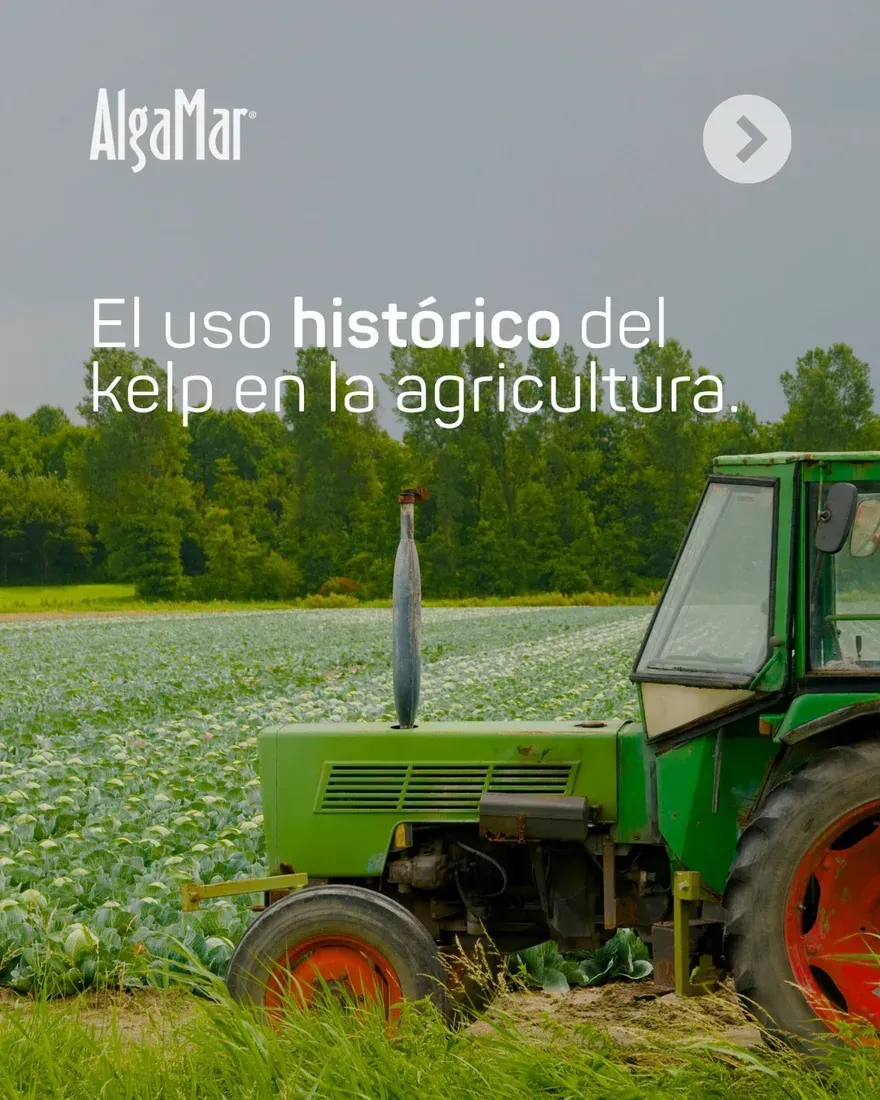 Grupo AlgaMar — fotografía 8