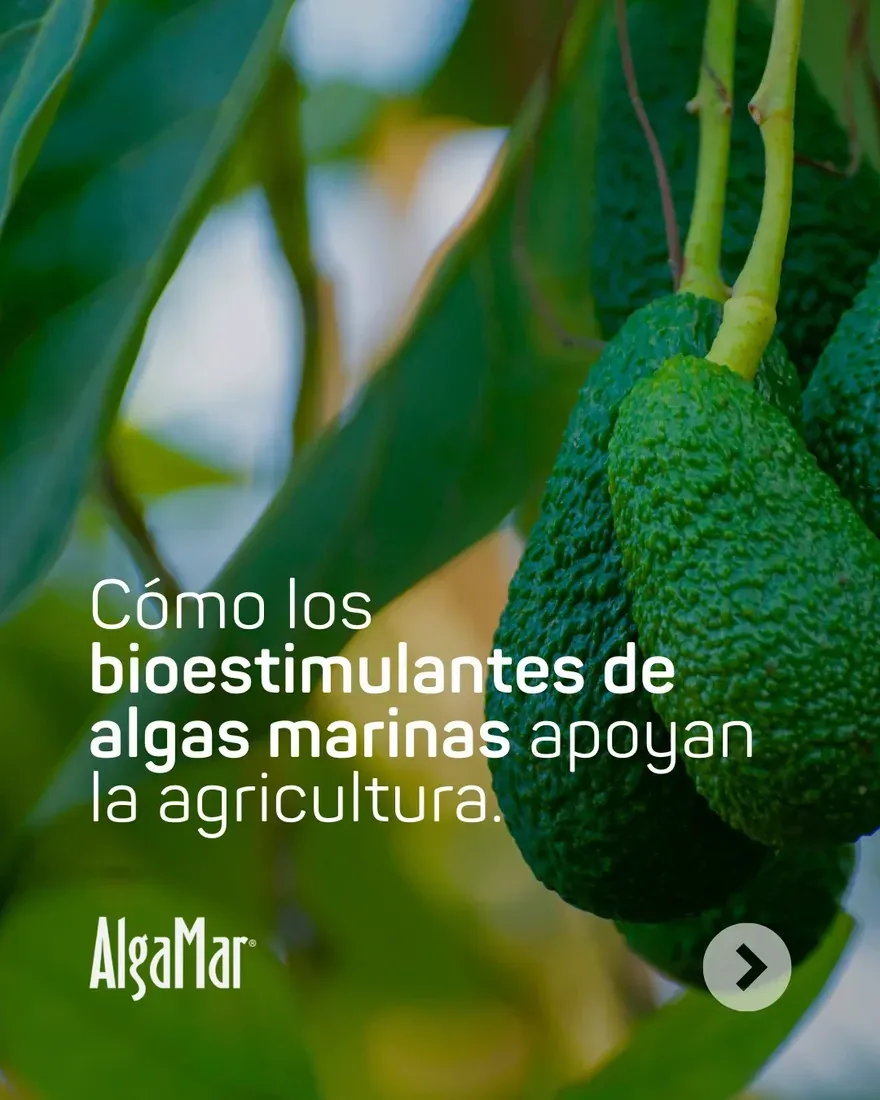 Grupo AlgaMar — fotografía 9